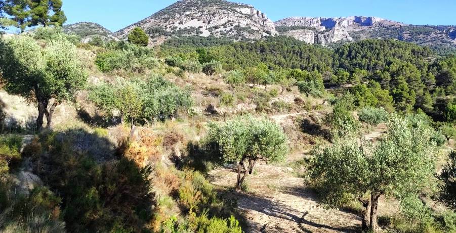 Te koop - Landhuis - Benasau