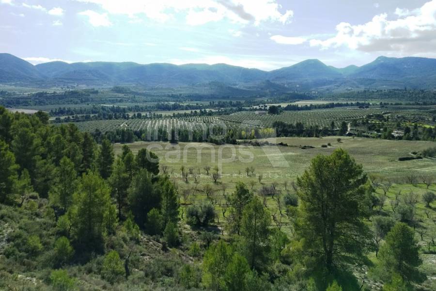 Venta - Finca - Benilloba