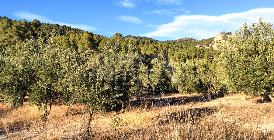 Te koop - Finca - Alcoy