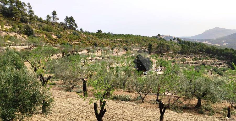 Venta - Finca - Penáguila