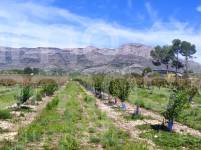 Venta - Finca - Alcocer de Planes