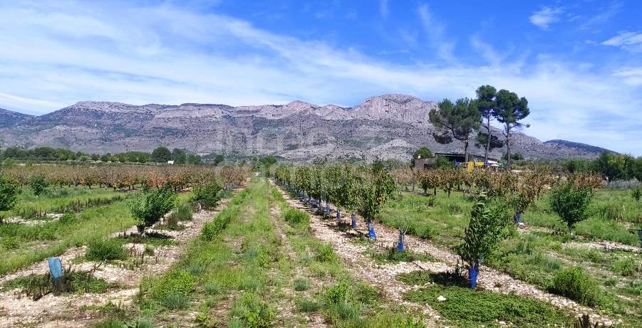 Venta - Finca - Alcocer de Planes