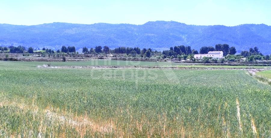 Venta - Parcela Rústica - Alfafara