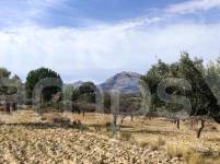 Venta - Finca - Torremanzanas