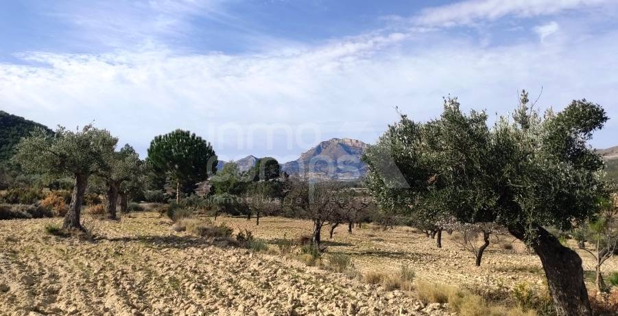 Venta - Finca - Torremanzanas