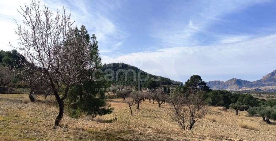 Venta - Finca - Torremanzanas