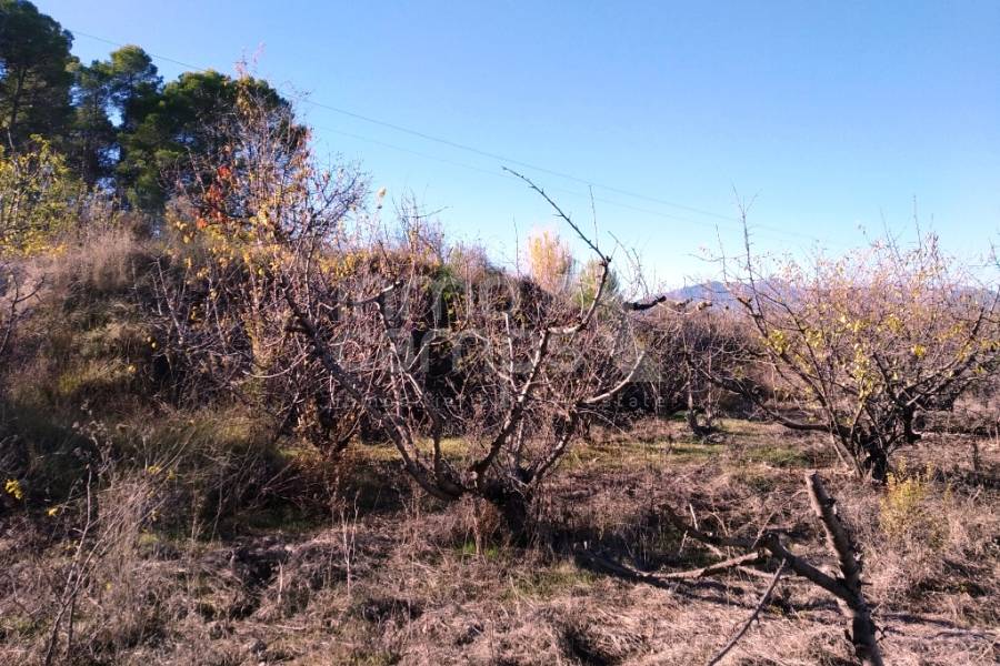 Te koop - Rustiek land - Benillup