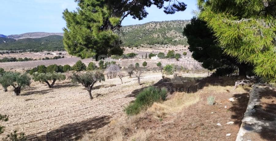 Venta - Finca - Torremanzanas