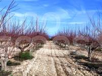 Venta - Finca - Albaida