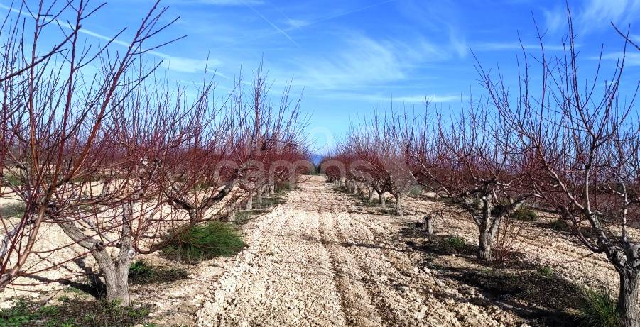 Te koop - Finca - Albaida