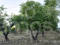 Venta - Casa de Campo - Pego