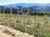 Venta - Finca - Alcocer de Planes