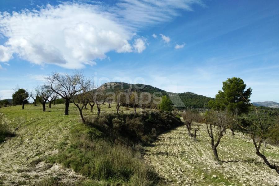 For sale - Finca - Benilloba