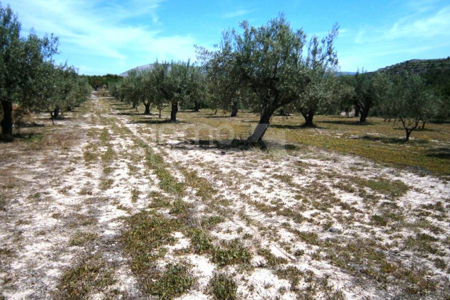 Venta - Casa de Campo - Penáguila