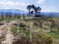 Venta - Finca - Alcocer de Planes