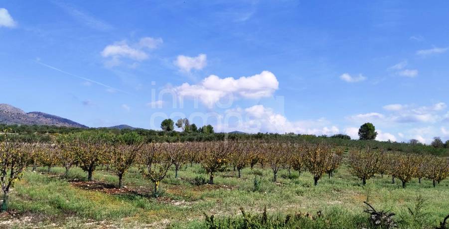 Venta - Finca - Alcocer de Planes