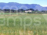 Venta - Parcela Rústica - Alfafara