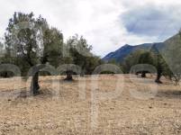 For sale - Rustic Land - Penáguila