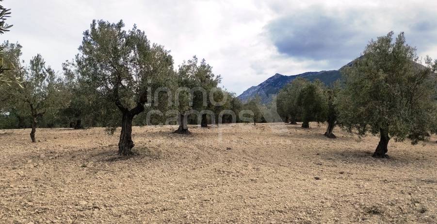 For sale - Rustic Land - Penáguila