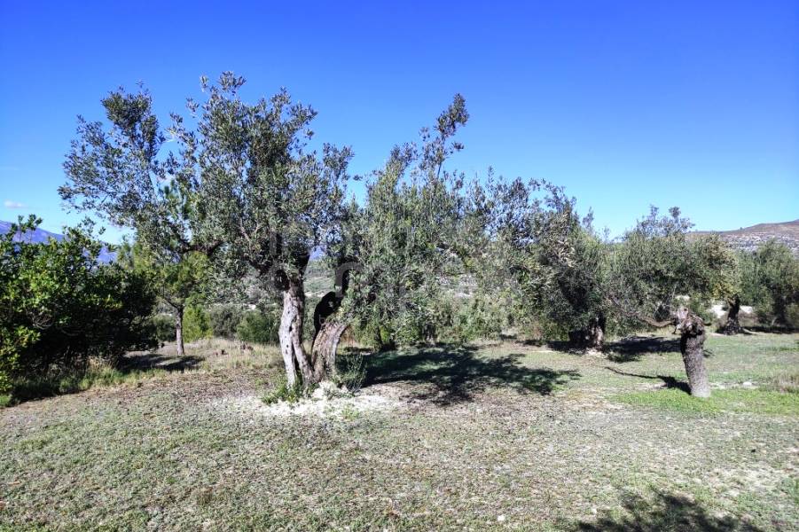 Te koop - Landhuis - Benilloba