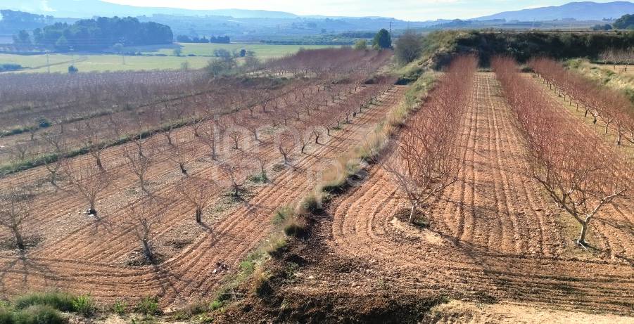 Venta - Finca - Albaida