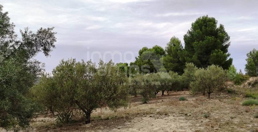 Venta - Casa de Campo - Ontinyent