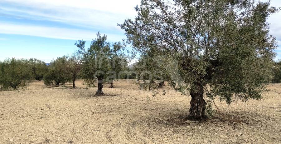 For sale - Rustic Land - Penáguila