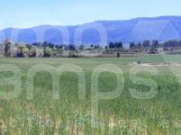 Venta - Parcela Rústica - Alfafara