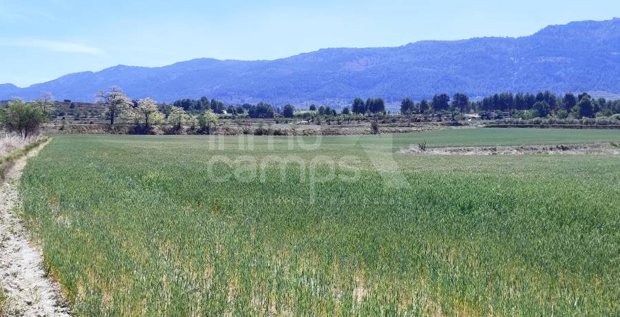 Venta - Parcela Rústica - Alfafara