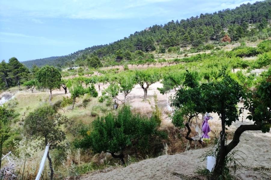 Venta - Casa de Campo - Penáguila