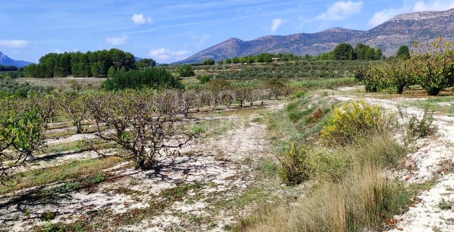 Venta - Finca - Alcocer de Planes