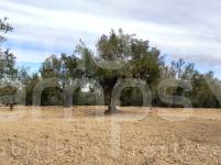 For sale - Rustic Land - Penáguila