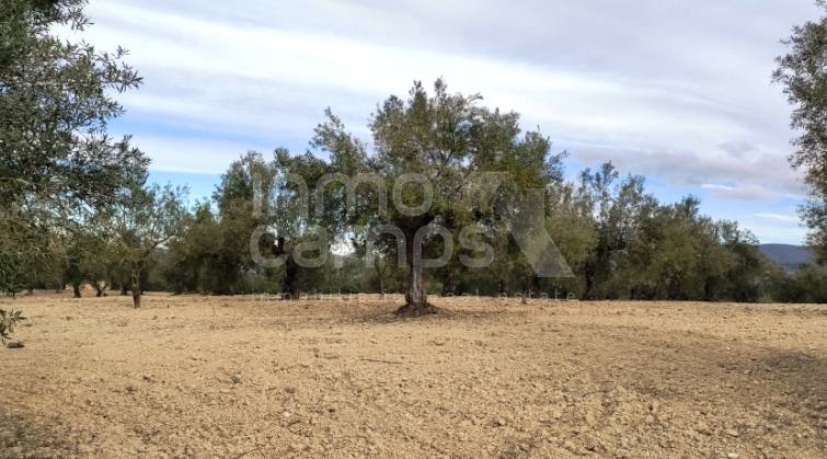 Rustic Land - For sale - Penáguila - Penáguila