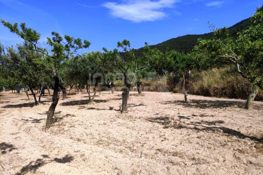 Venta - Casa de Campo - Penáguila