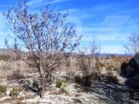 Venta - Parcela Rústica - Bufali