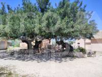Te koop - Landhuis - Ontinyent