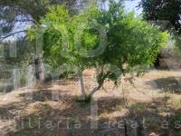 For sale - Country House - Benillup