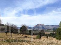 Venta - Finca - Torremanzanas