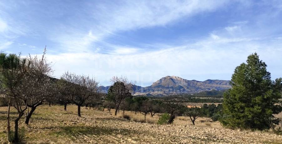 Venta - Finca - Torremanzanas