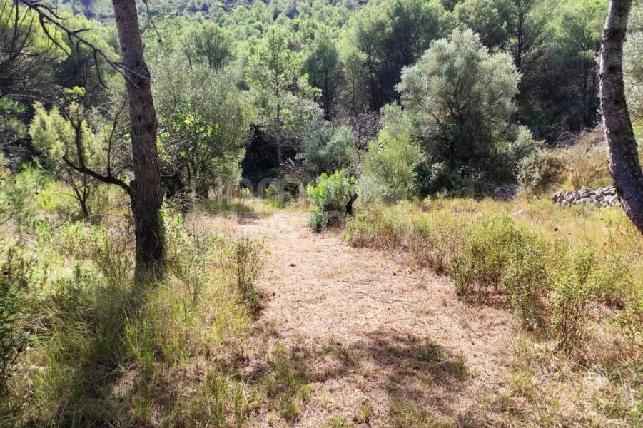 Venta - Casa de Campo - Villalonga