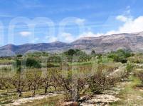 For sale - Finca - Alcocer de Planes