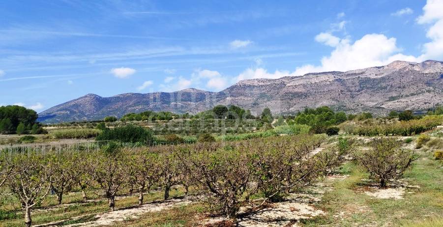 Venta - Finca - Alcocer de Planes