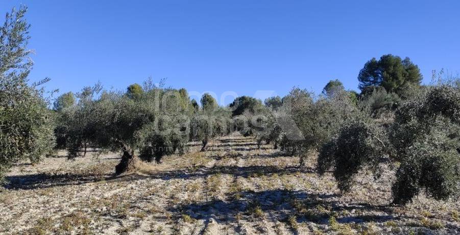 Venta - Finca - Bocairent