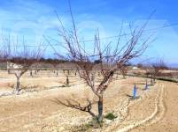 Venta - Finca - Albaida