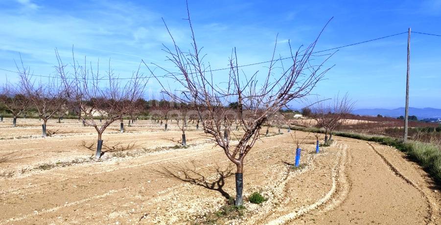 Te koop - Finca - Albaida