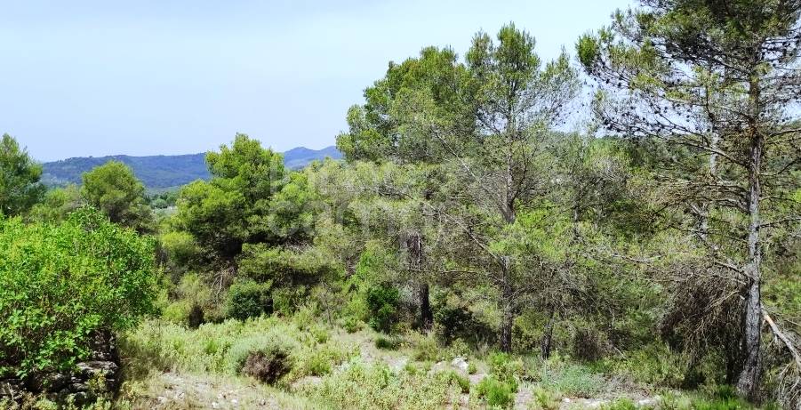 Venta - Finca - Alcoy