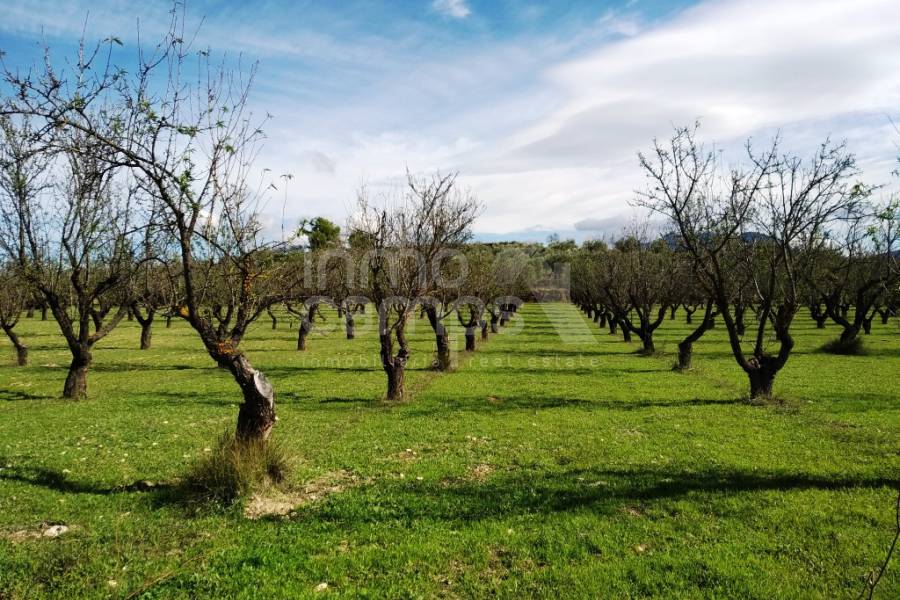 Venta - Finca - Benilloba