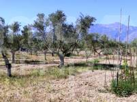 Venta - Finca - Muro de Alcoy