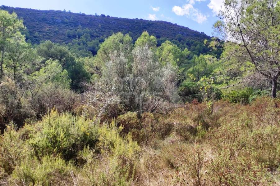 Venta - Casa de Campo - Villalonga