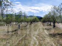 For sale - Rustic Land - Penáguila